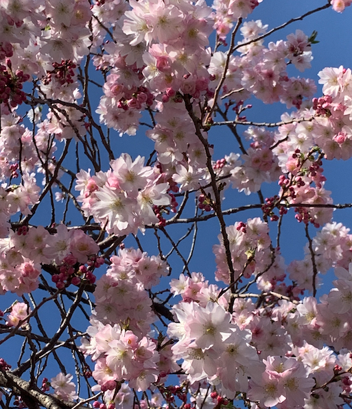 “Beginning Again With Summer”